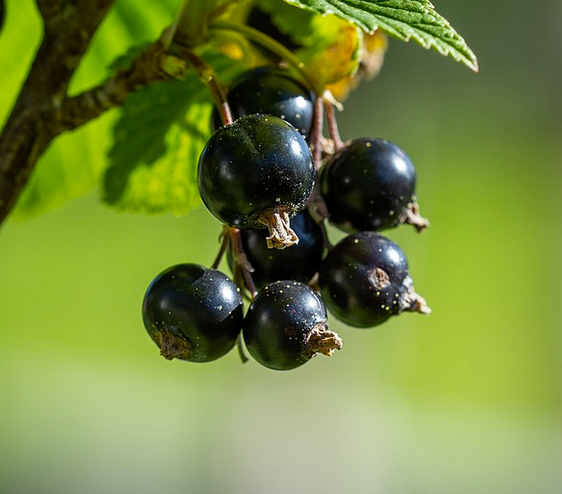 Trunk - Black Currants